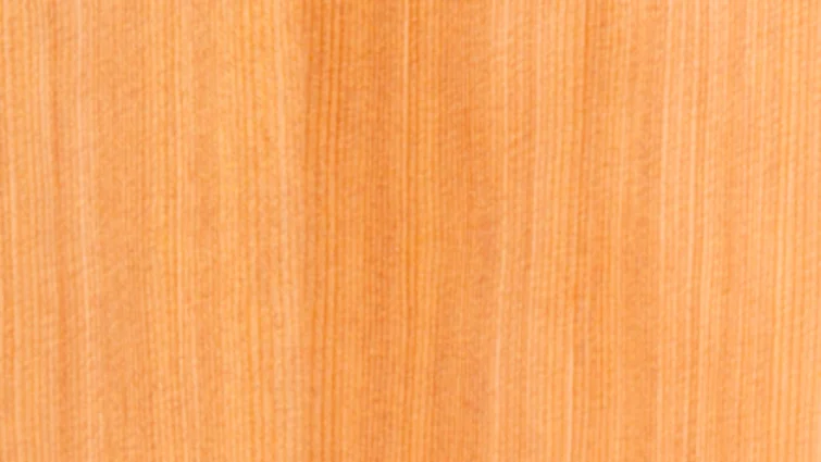 Taylor Swift Baby Taylor (TSBT) レイヤード・サペリ